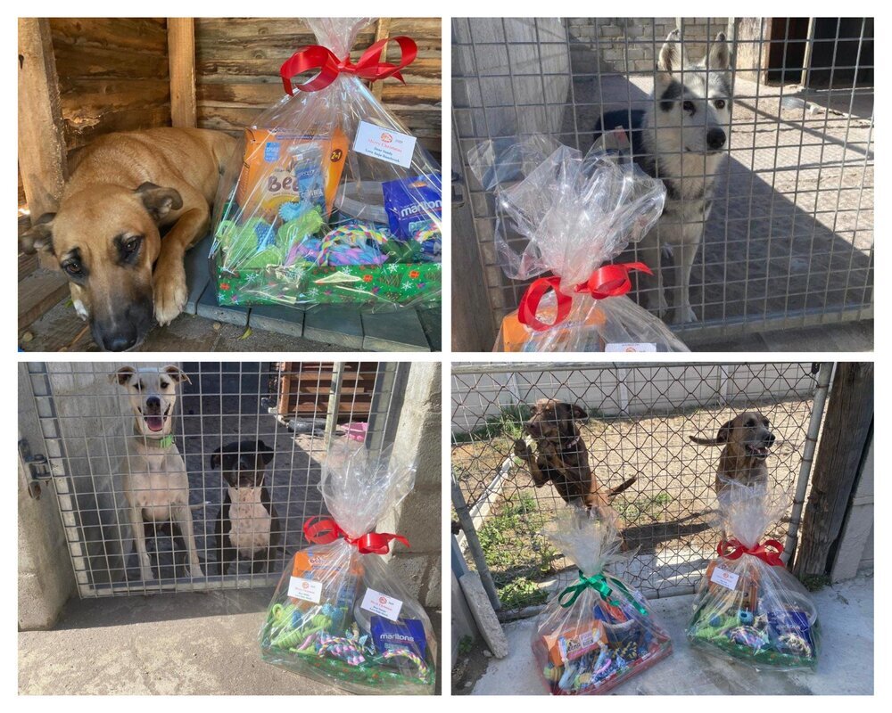 Kleinmond Animal Welfare Society